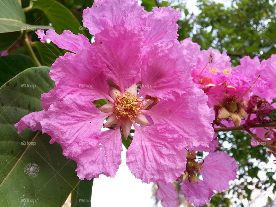 pink flower macro