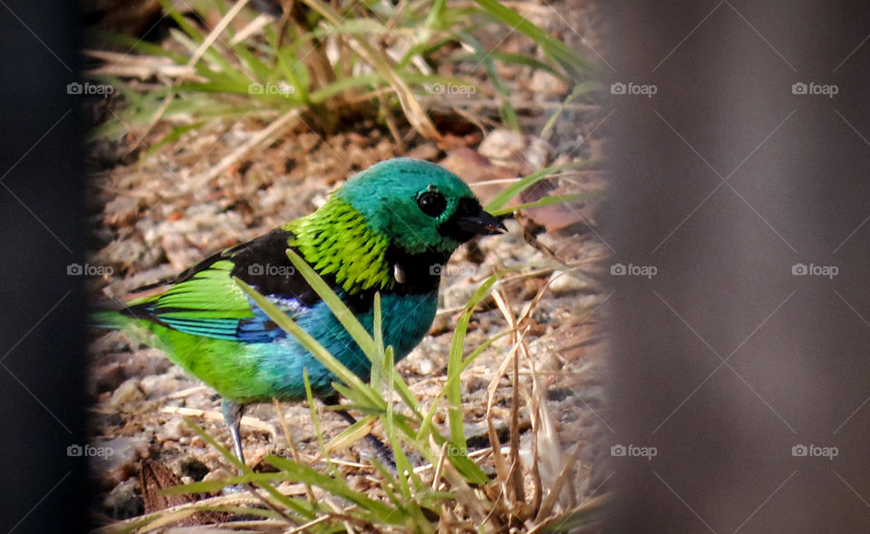 Wonderful colorful bird in Brazil