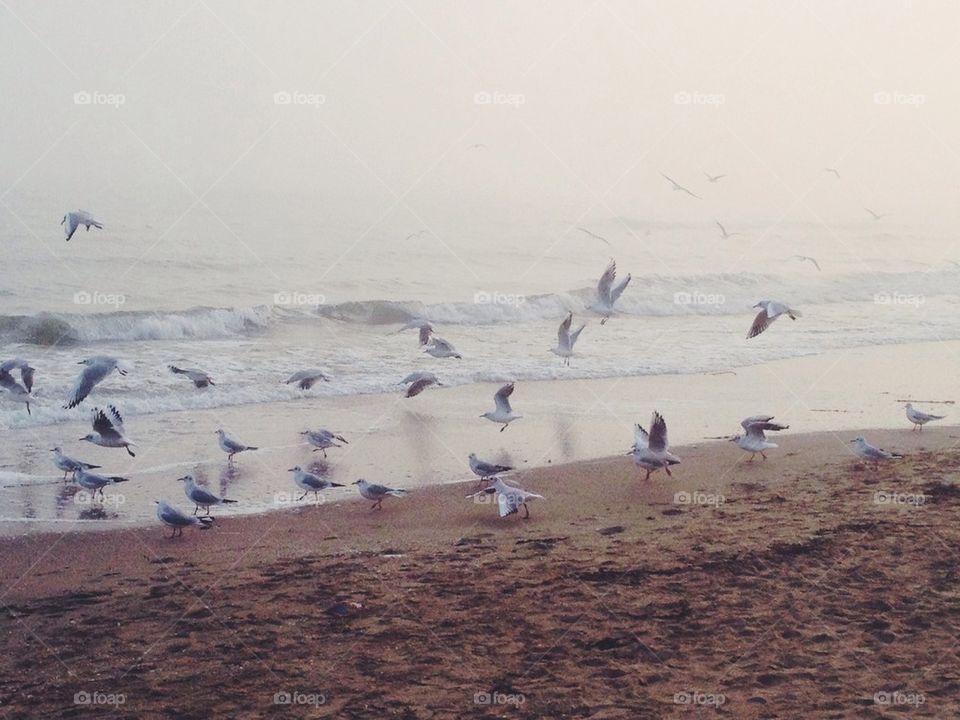 sky birds autumn sand by safonkina