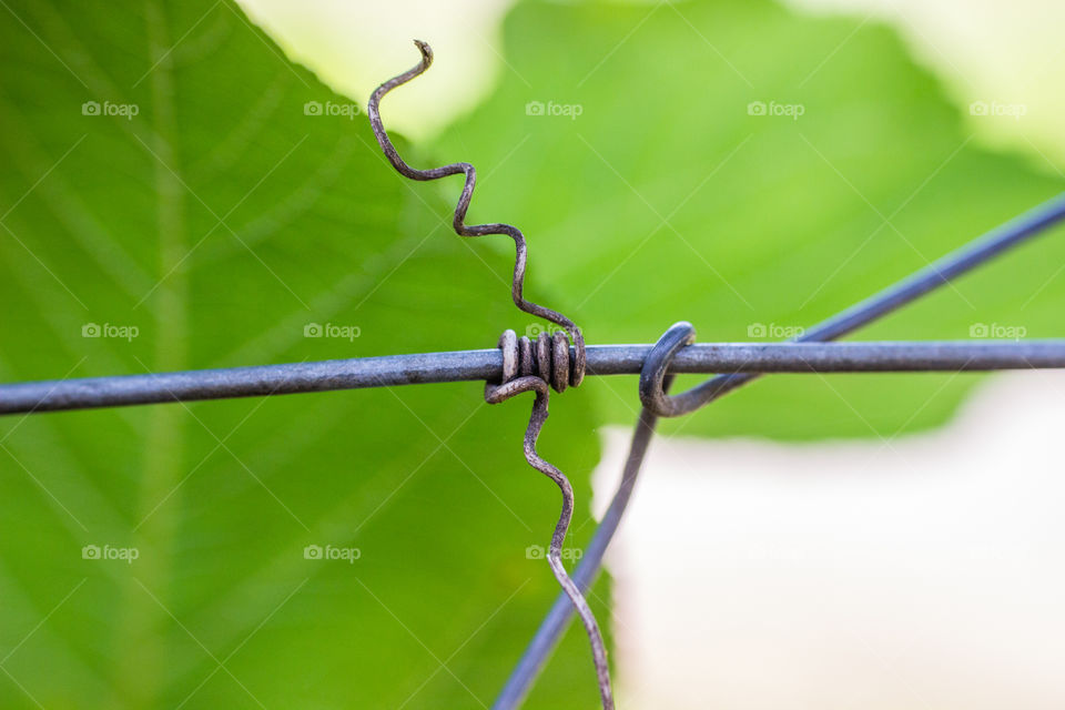 dead vine part on metal wire