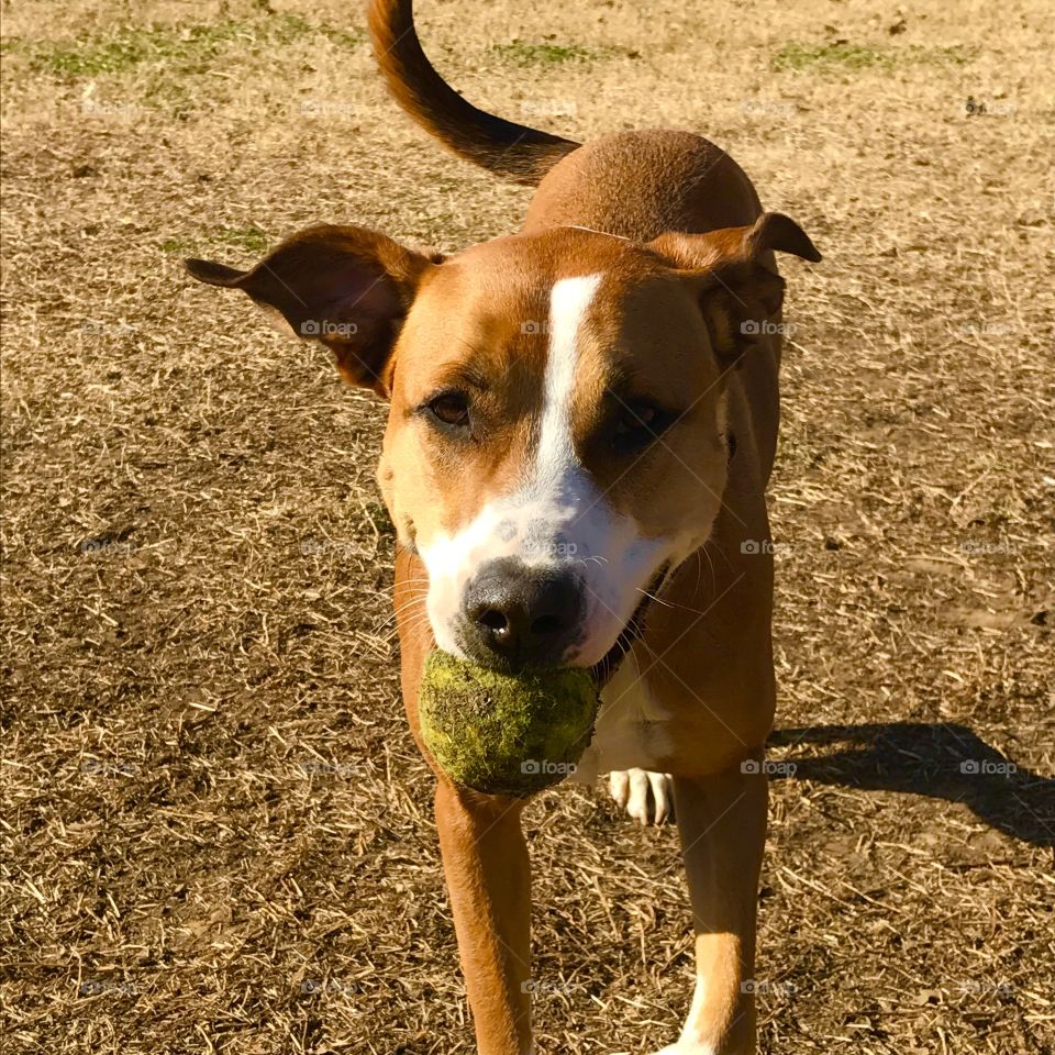 Dog running with ball