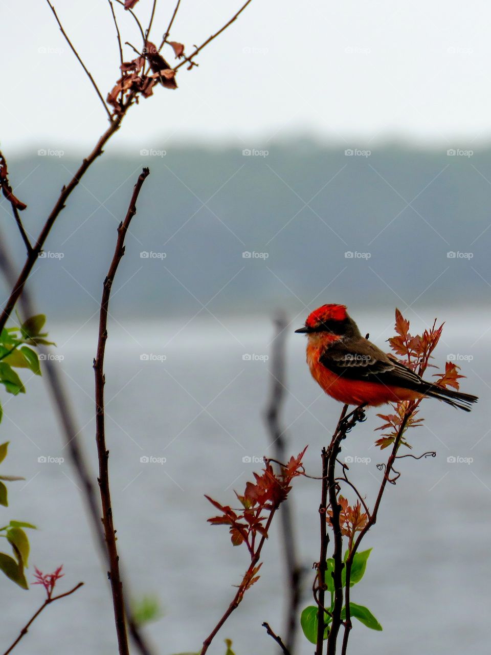 Vermillion flycatcher at St Mark's NWR