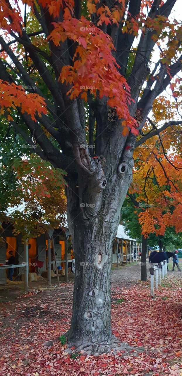 fall shedrow