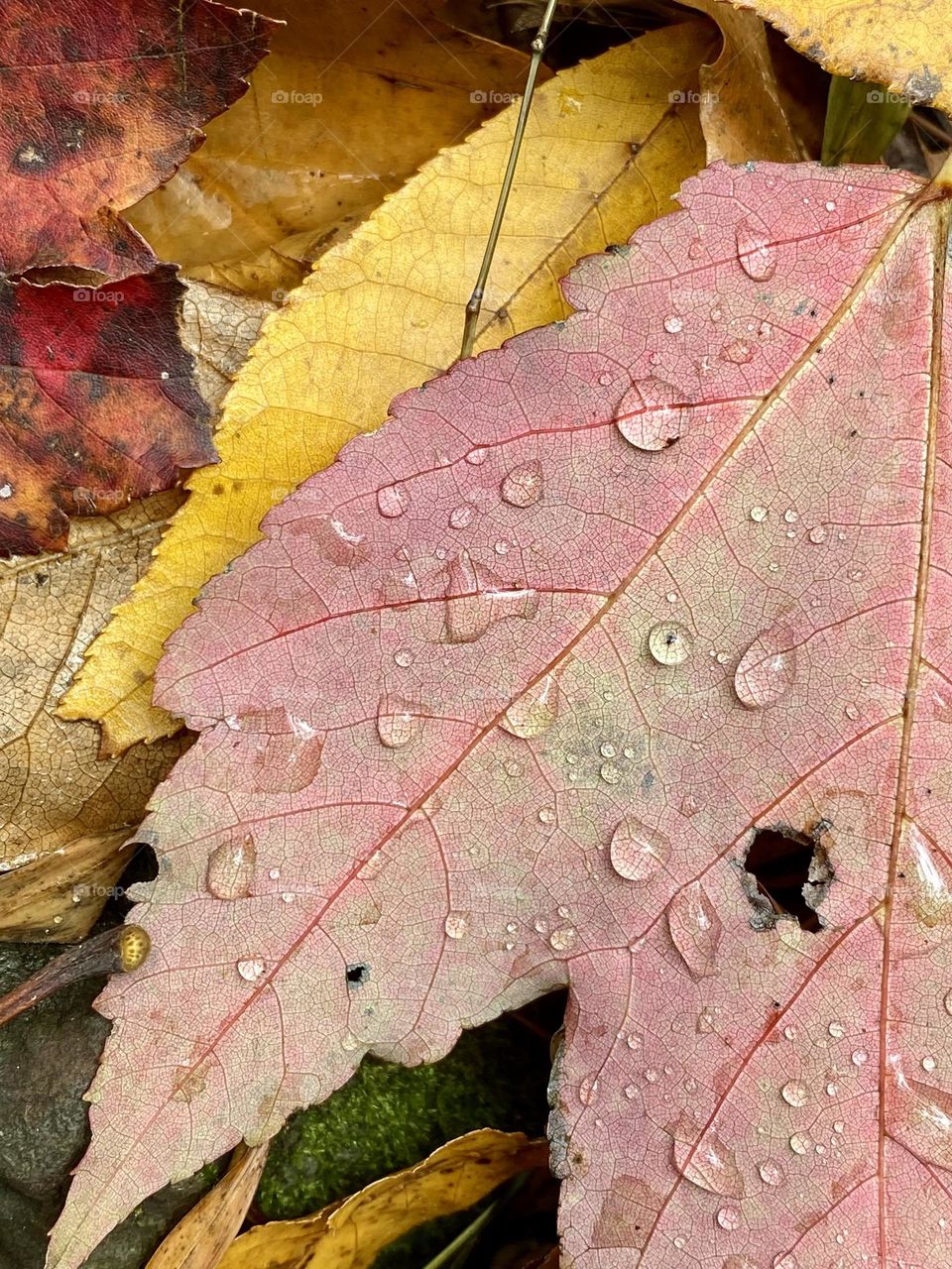 Brightly colored leaves with raindrops