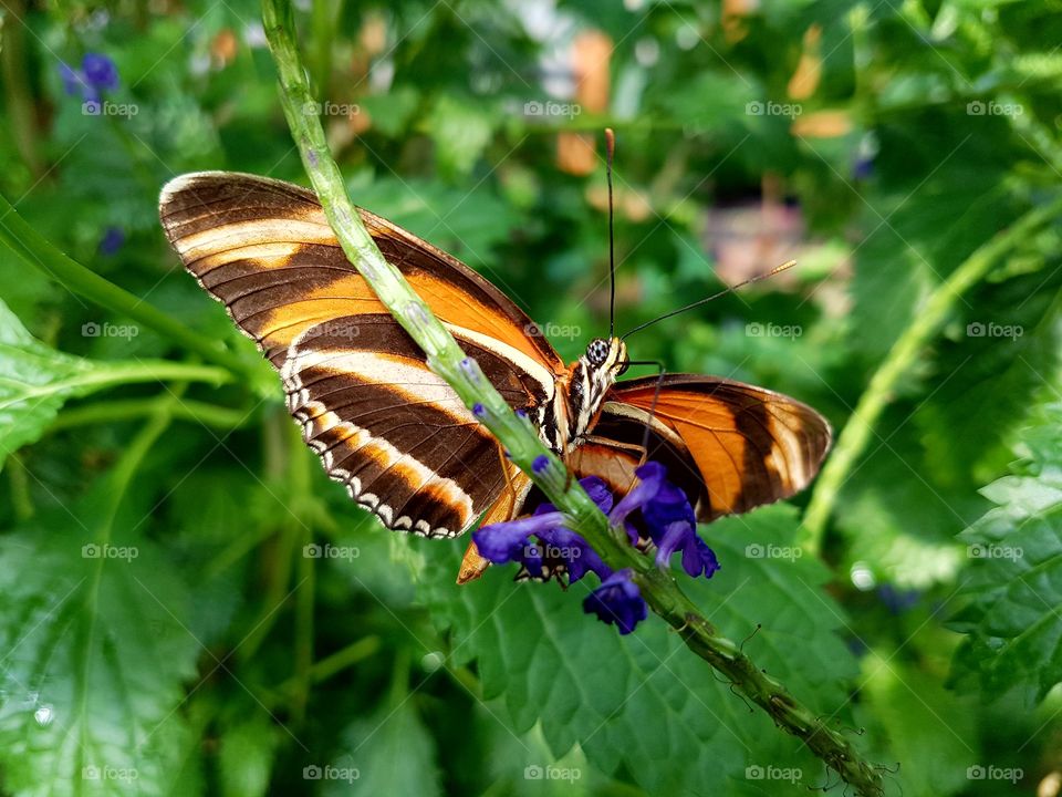 Orange butterfly drinking nectar from purple flower