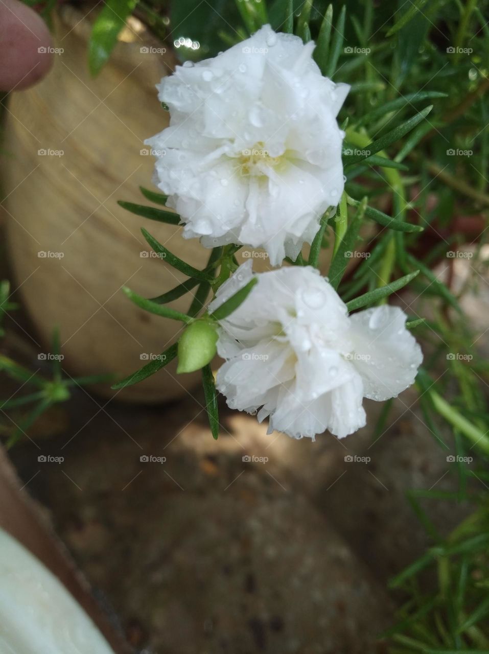 white flower seasonal fresh shurb small size looks very beautiful generally found everywhere