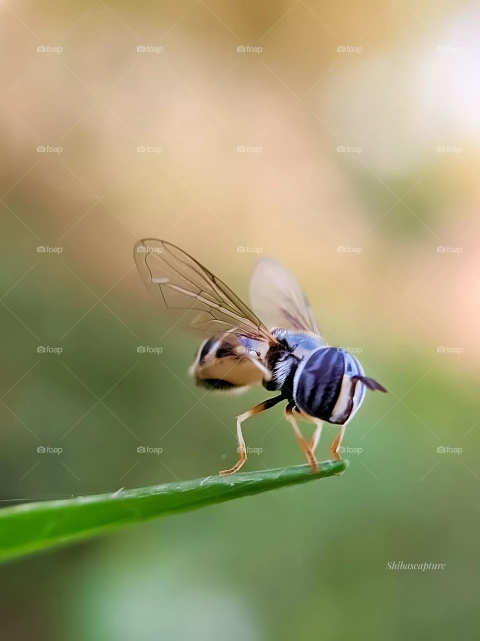 Bee