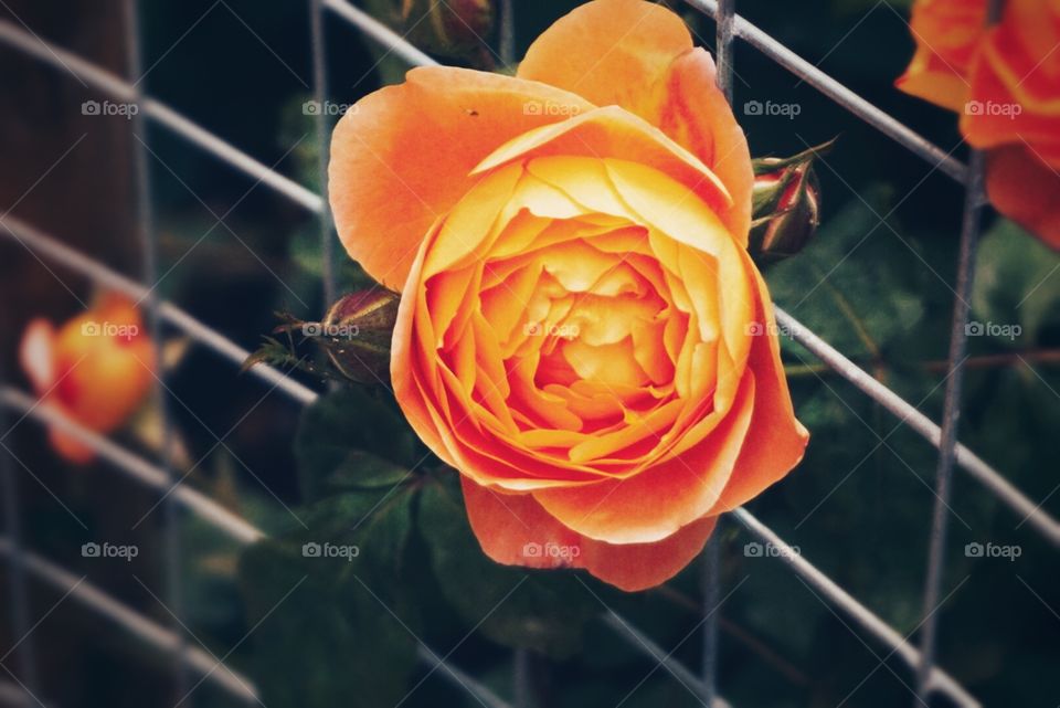 Peach coloured rose trapped in a wire fence