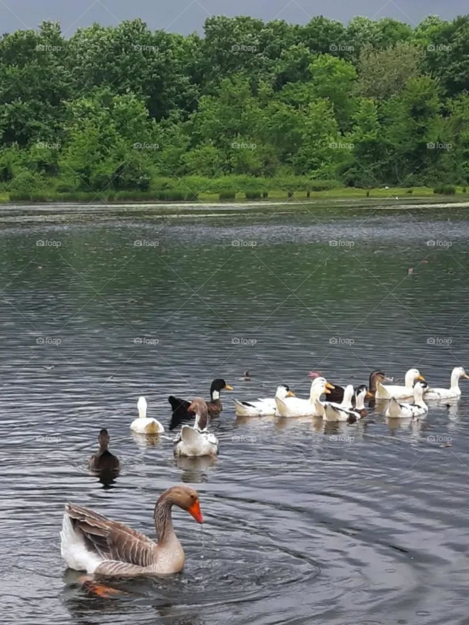 What scene can be more beautiful than a flock of cute ducks in a green nature?!