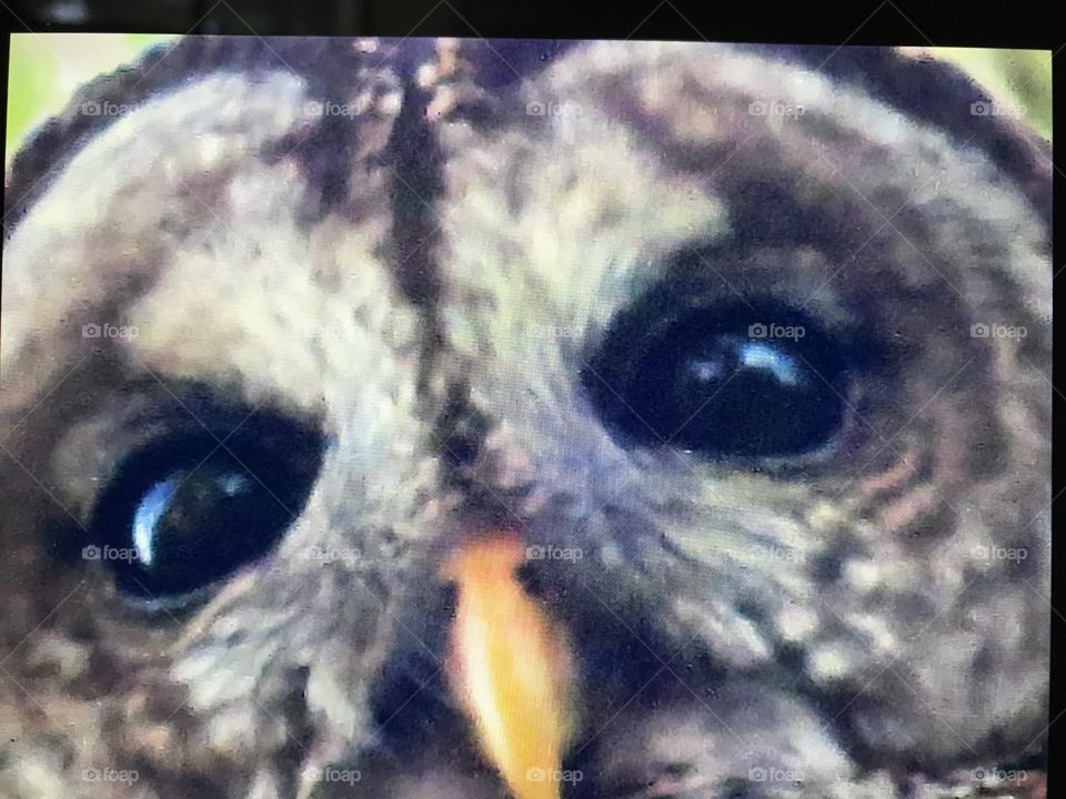 Owl eyes