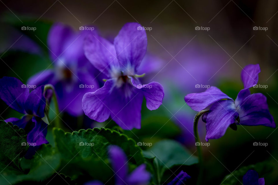 Close-up of a wild violets