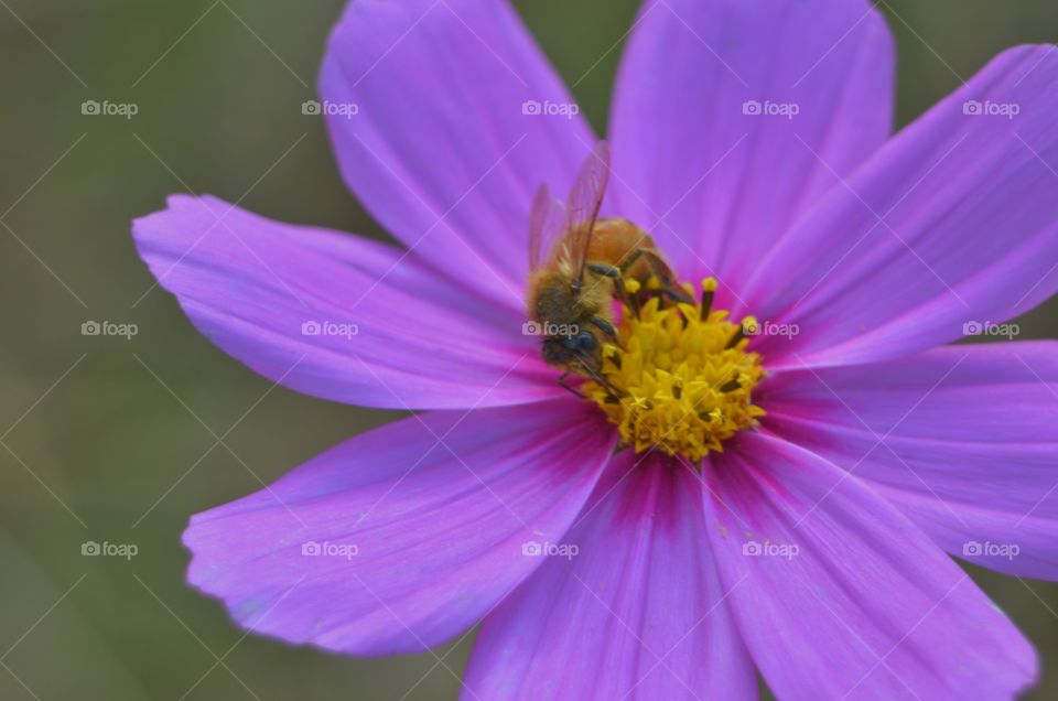 bee