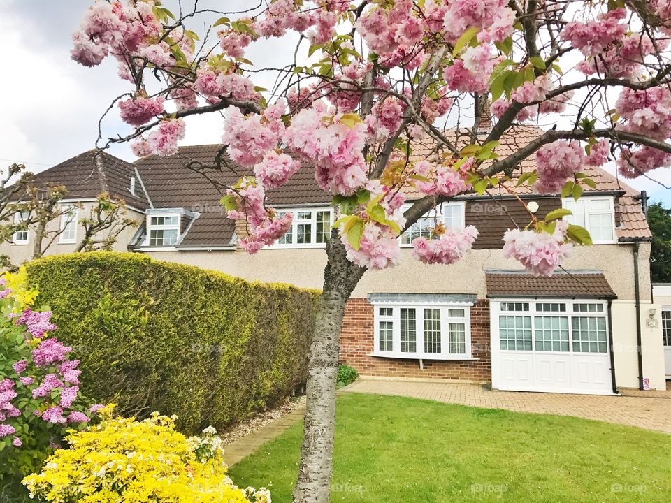 Pink cherry blossom tree in front of a house in London, UK