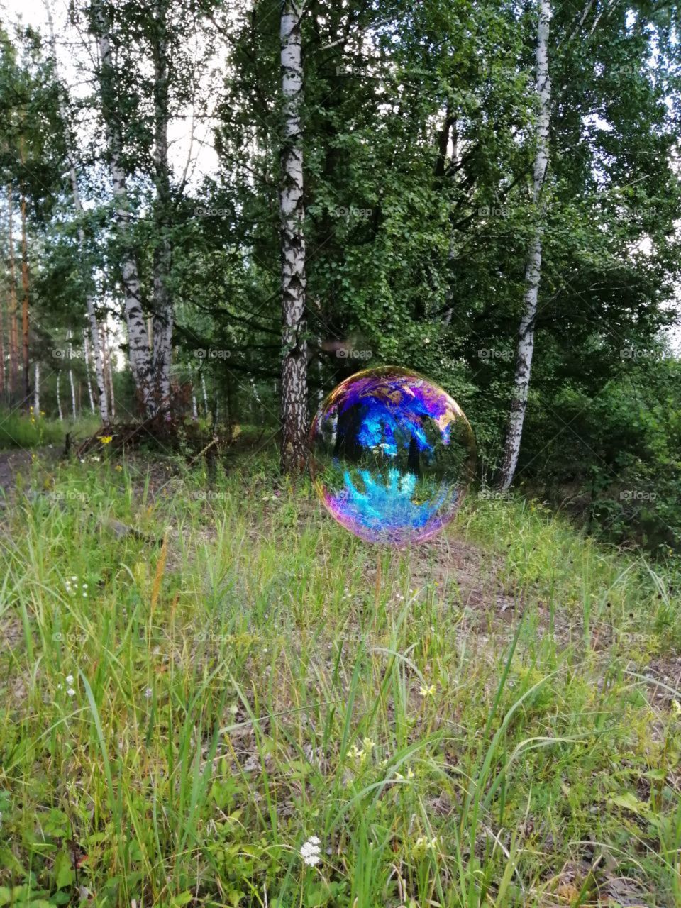 Soap bubble in the forest in nature