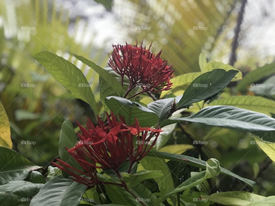 Close up of a red blossoming plant, raised in natural baskets on an island in the Maldives.