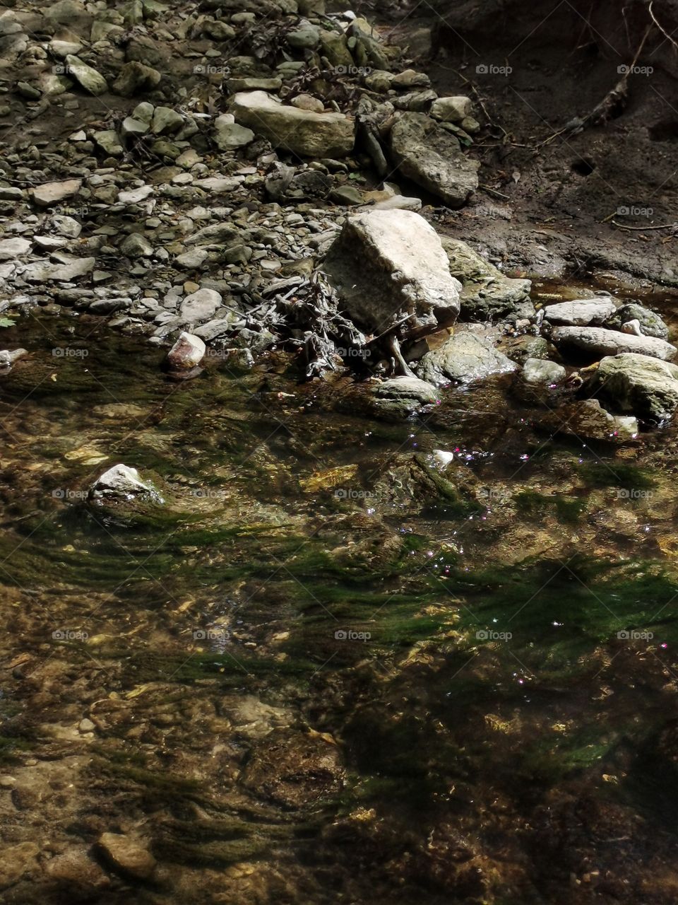 Spring flowers wild nature greens outdoor plant flower beauty