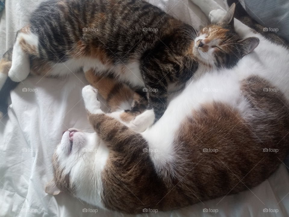 cats taking a nap together on a bed