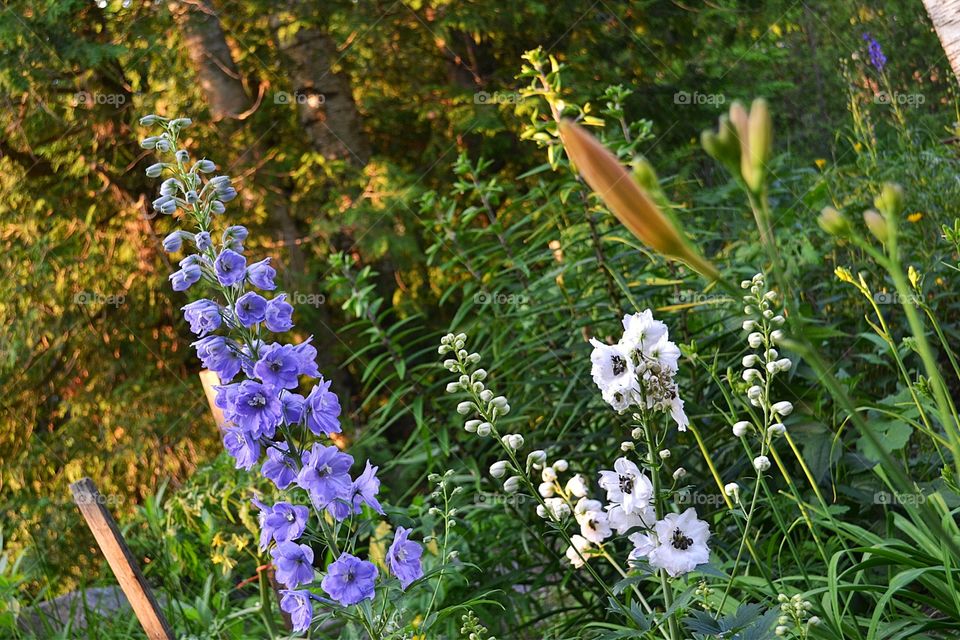 English country cottage garden. English country garden at the cottage on the lake