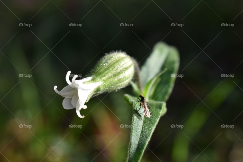 White flower, leaf and fly 
