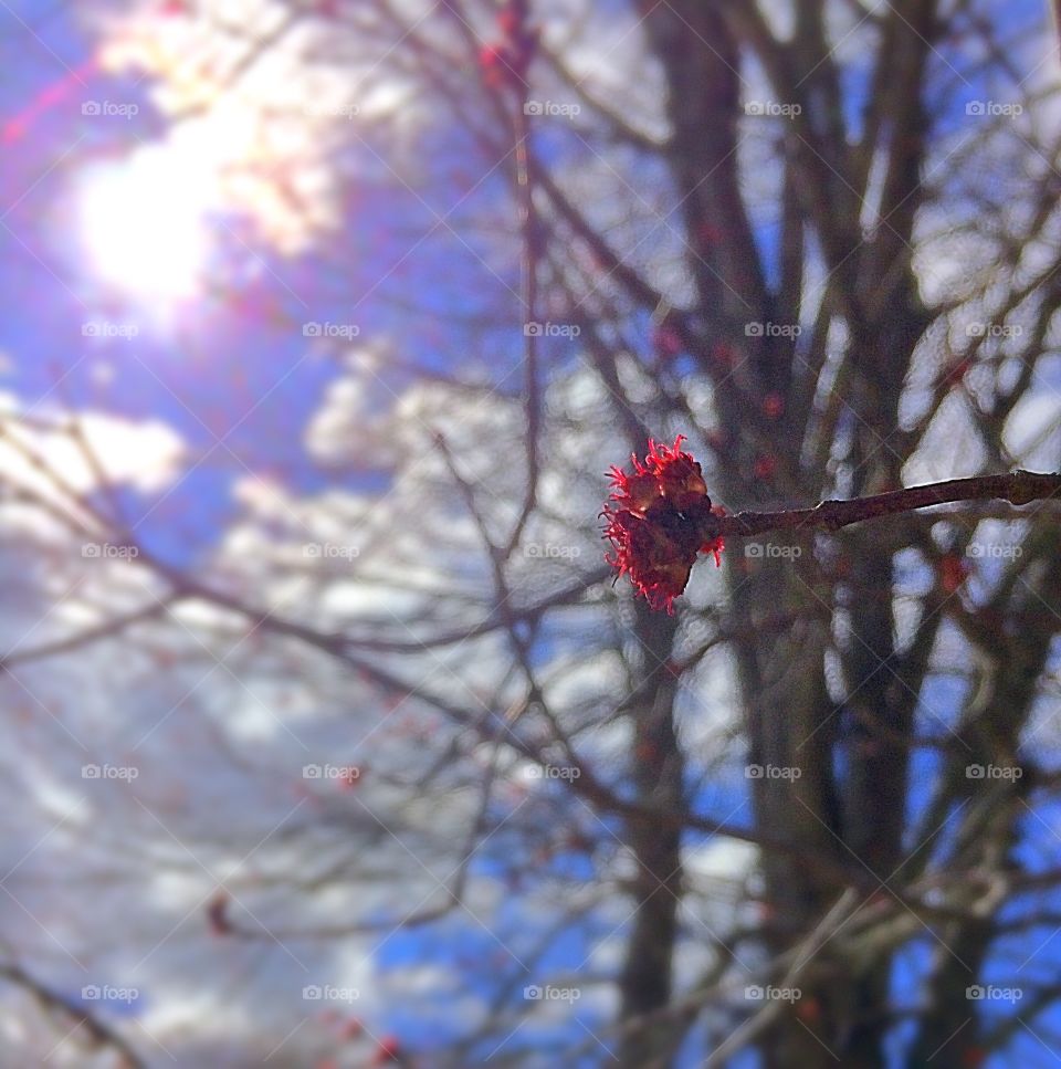 Leaves Blooming 