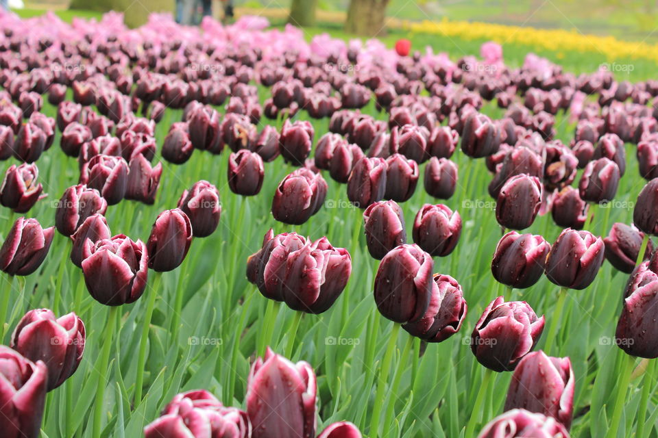 Tulips. Tulips at the Tulip festival 