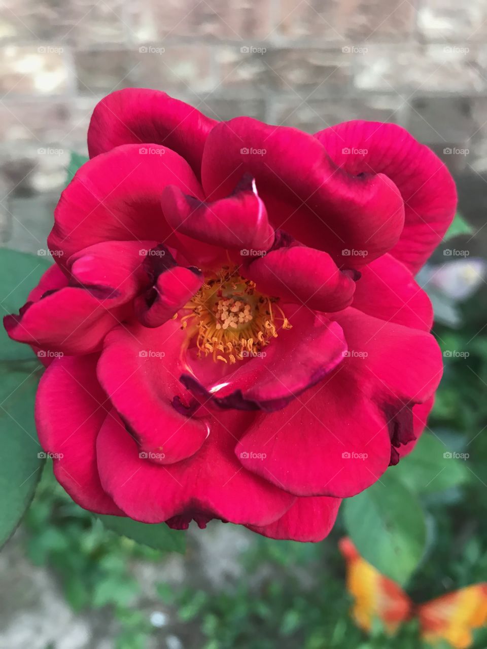 my first rose 