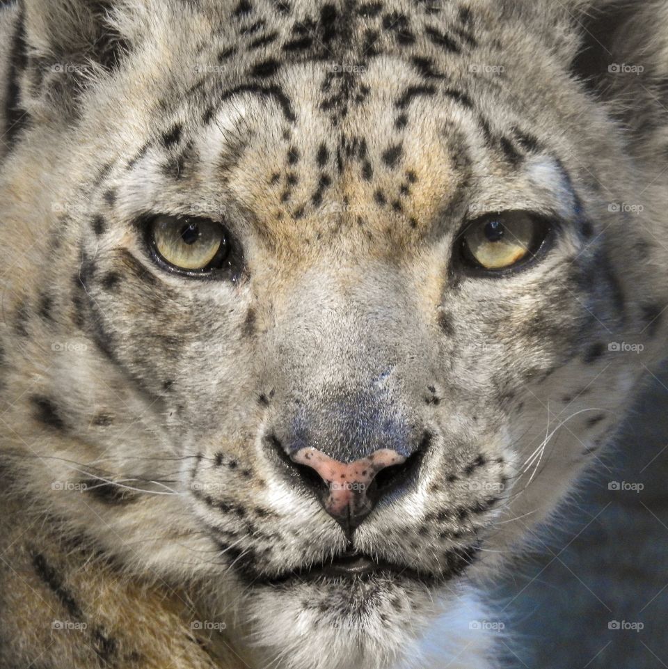 Eyes of a predator. Snow leopard.