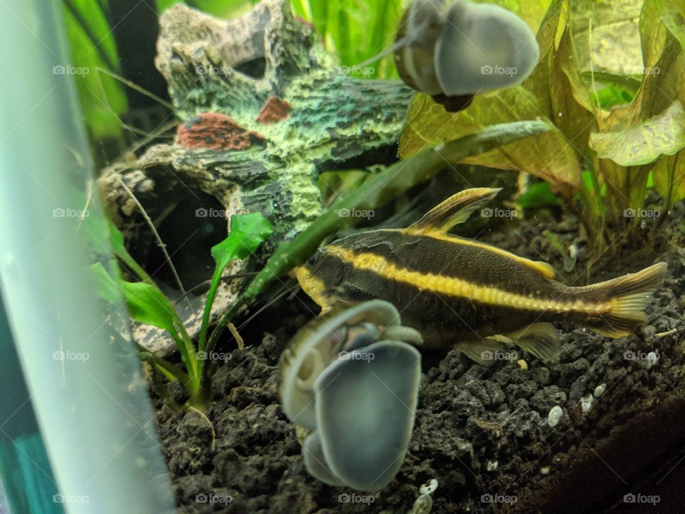 Striped Rafael Catfish and Mystery Snails