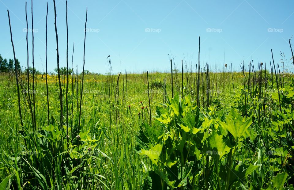 Nature. Summer Meadow