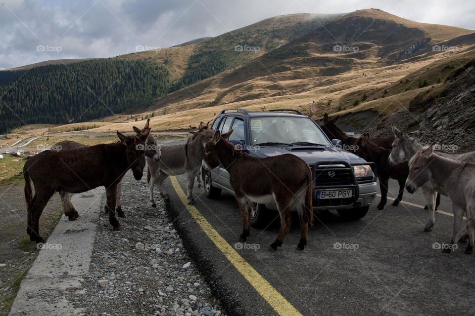 Donkeys around car on mountain road 