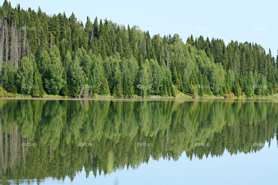 Summer landscape