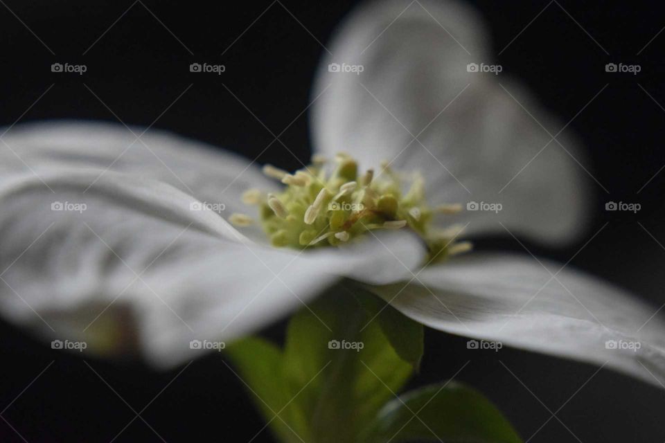 Dogwood Flower