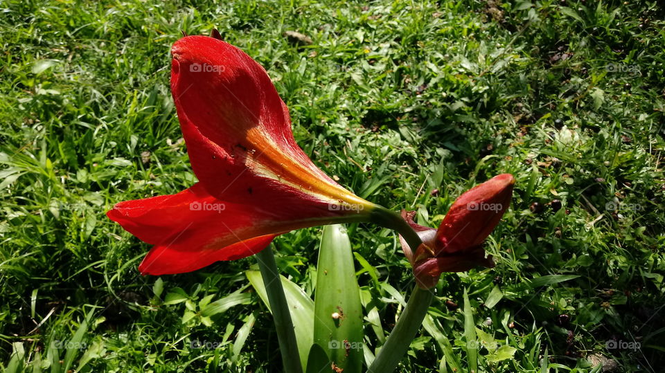 jayeon, jayeon, jayeon, sigmul, jogyeong, hwangyeong, jeong-won, kkoch Hippeastrum papilio (Ravenna).