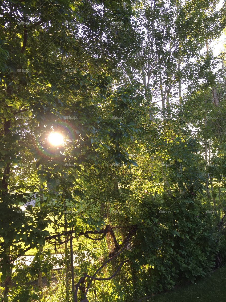Summer Evening. Green, lush trees, sun beams