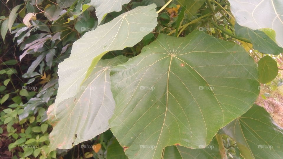 wild leaves growing on the mountains
