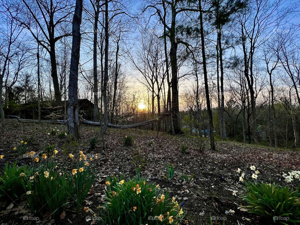 Sunset Over Broken Tree & Daffodils 