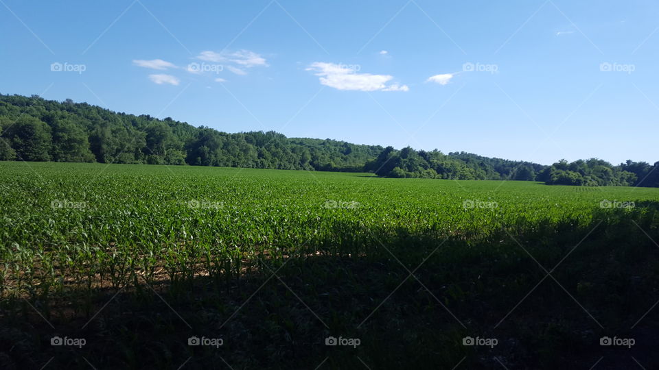 Crops on the Black River hike (Upstate New York)