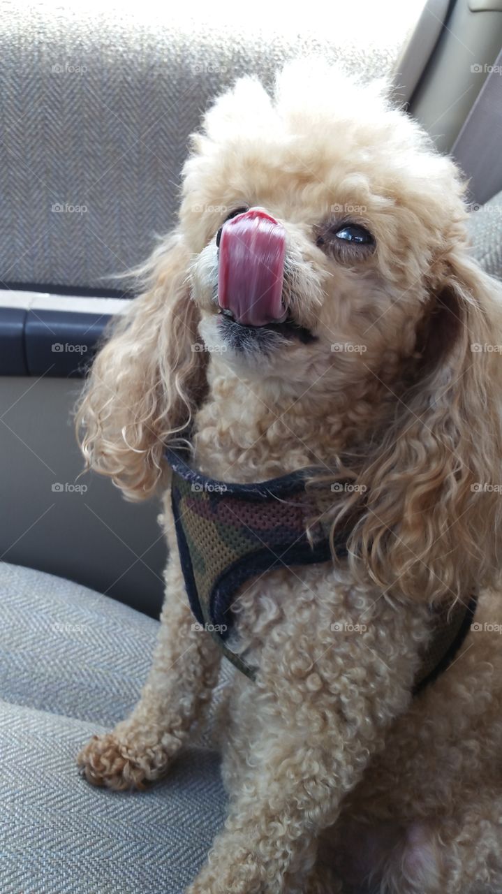 Licking his own face (toy poodle)