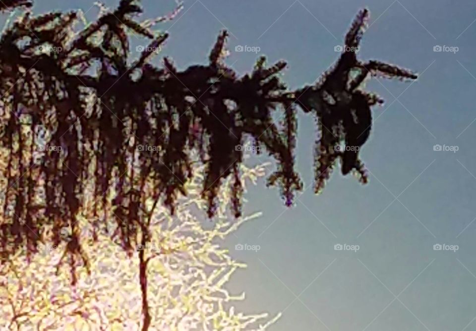 Frosty Trees
