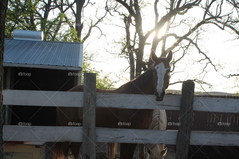Sunset Horses