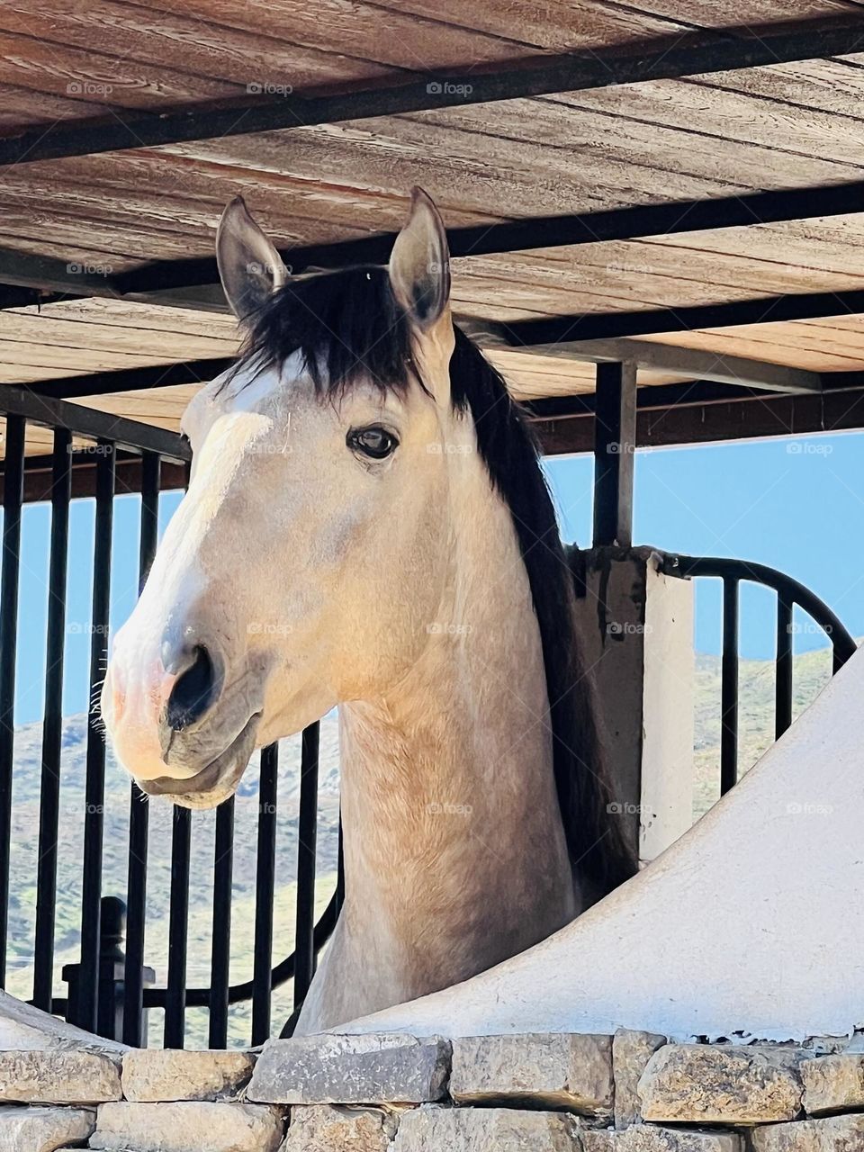 A Horse with no name