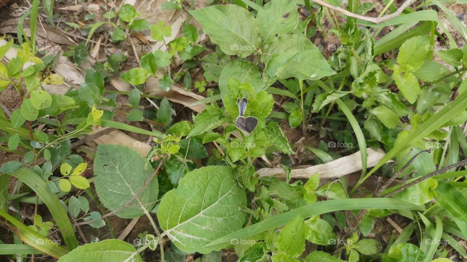 Butterfly on New plant in Spring time