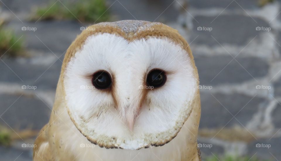 Close up of a barn owl, notturna animal