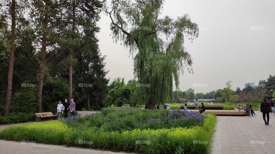 Park. Trees. Flowers