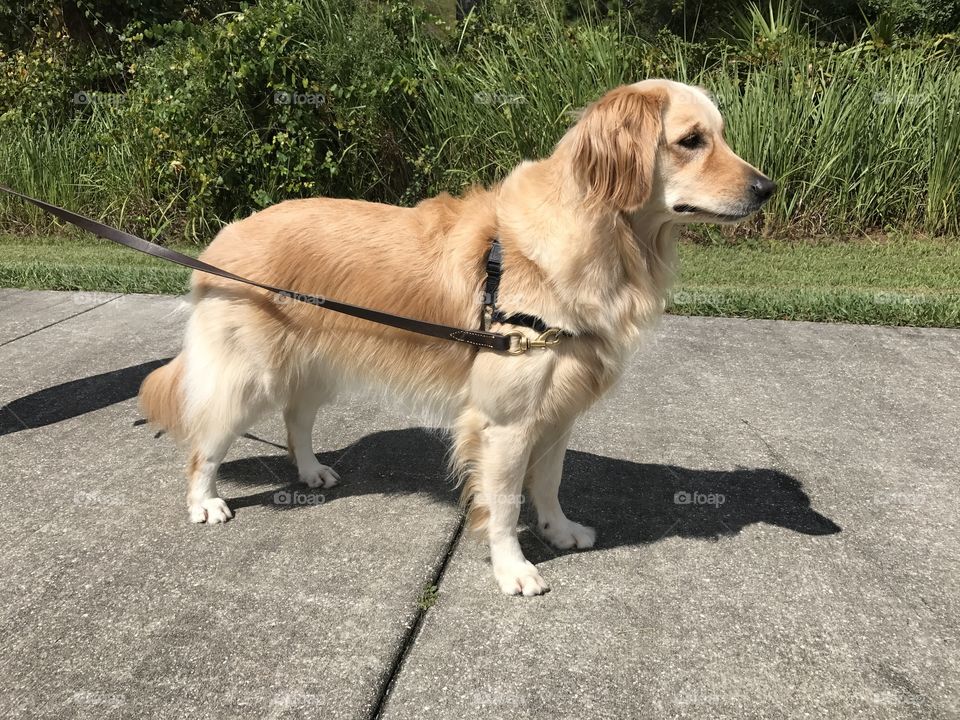 golden retriever on alert