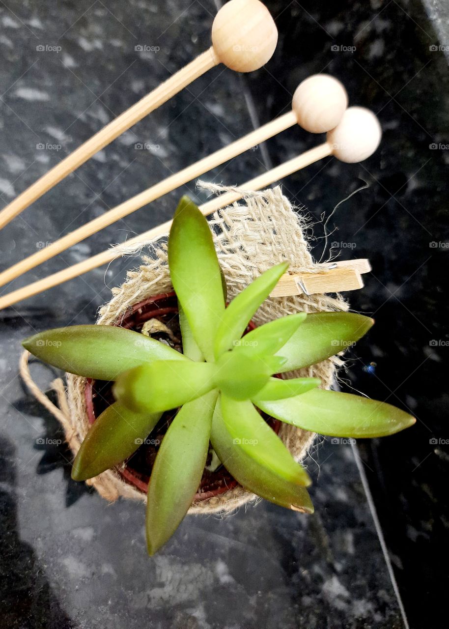 succulent in the vase