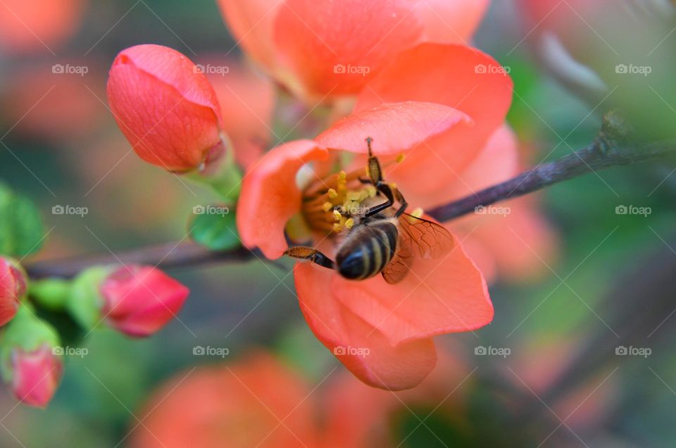 Complementary Colors