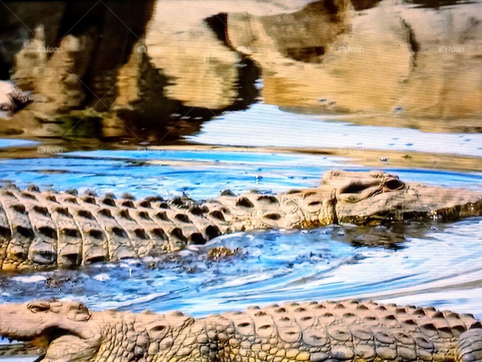 crocodile 🐊