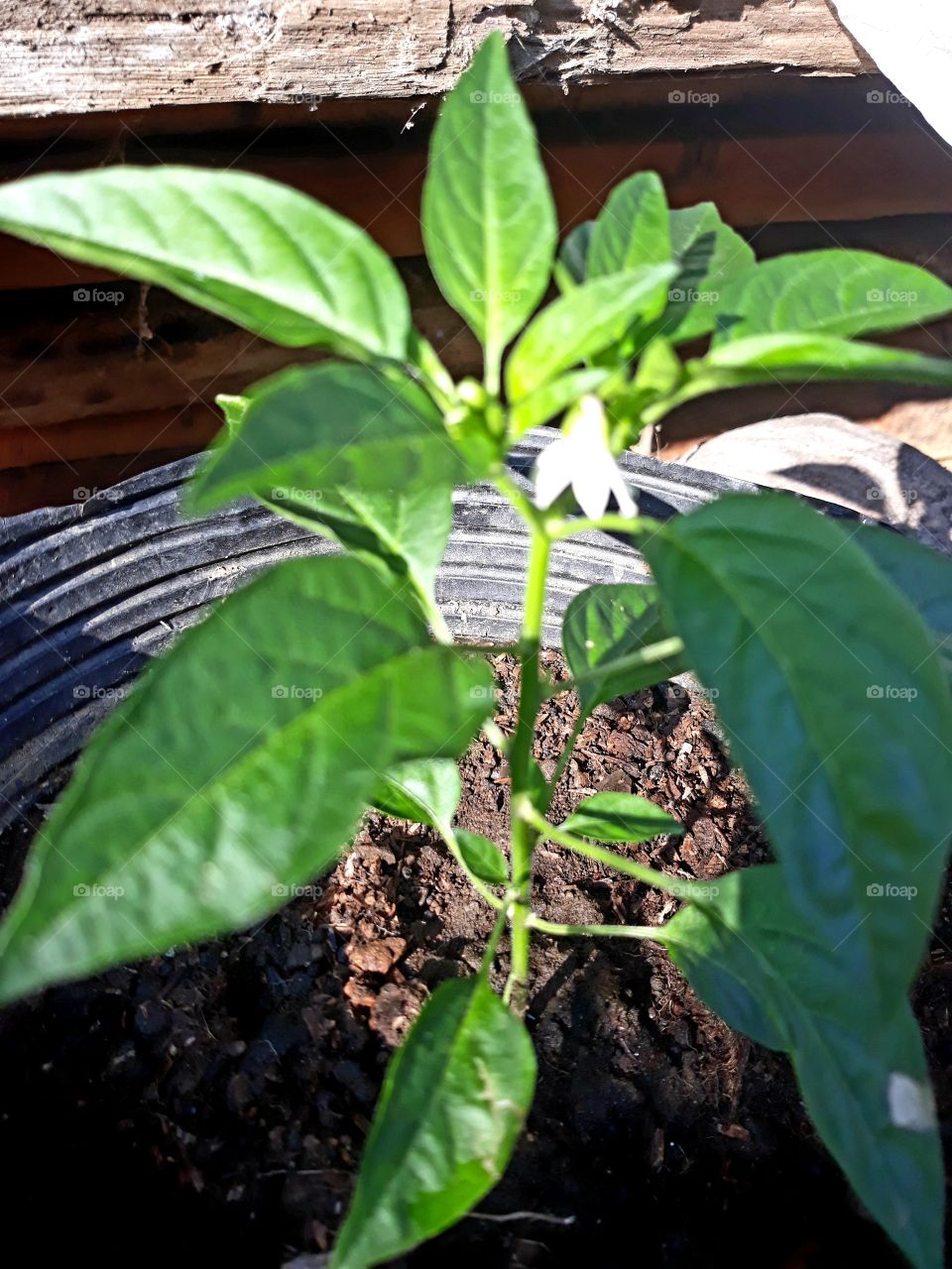 Ornamental pepper plant