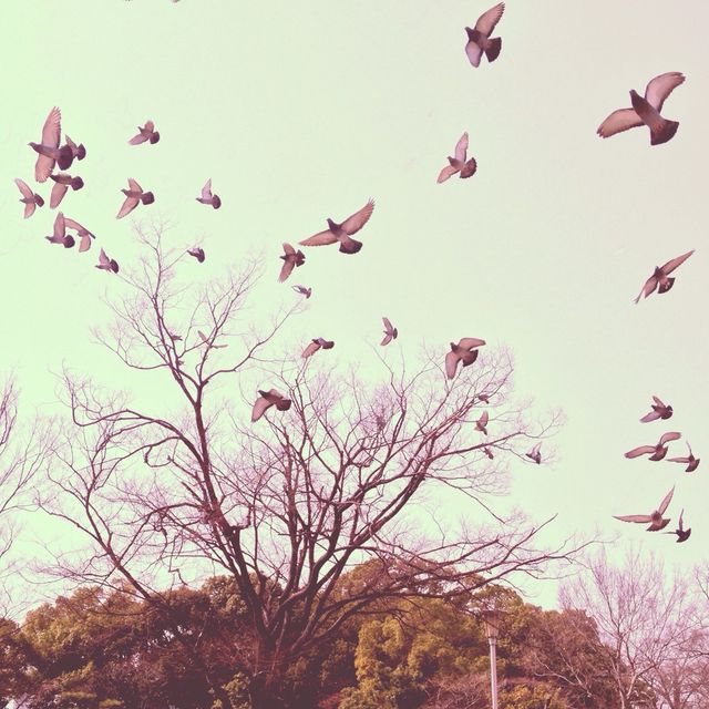 Pigeon Sky